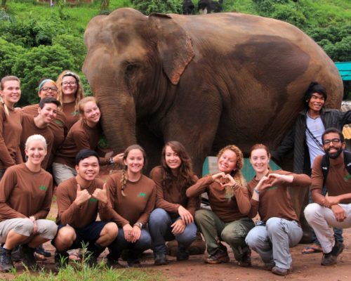 Elephant-Volunteer-Programs-Chiang-Mai-Thailand